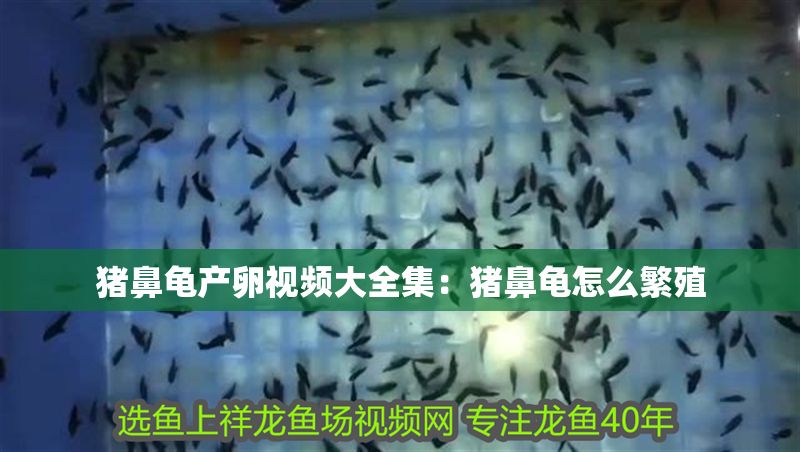 豬鼻龜產(chǎn)卵視頻大全集：豬鼻龜怎么繁殖 豬鼻龜產(chǎn)卵視頻大全集：豬鼻龜怎么繁殖 豬鼻龜百科 第1張