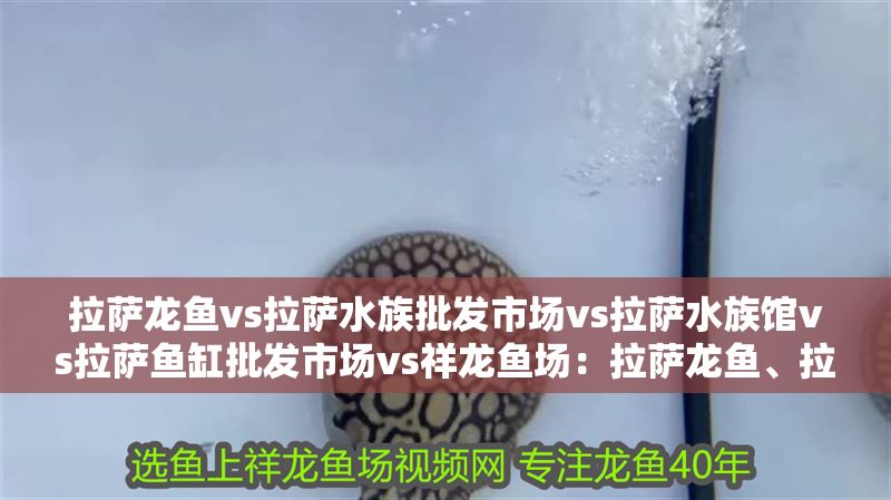 拉薩龍魚vs拉薩水族批發(fā)市場vs拉薩水族館vs拉薩魚缸批發(fā)市場vs祥龍魚場：拉薩龍魚、拉薩水族批發(fā)市場、拉薩水族館、拉薩魚缸批發(fā)市場評價