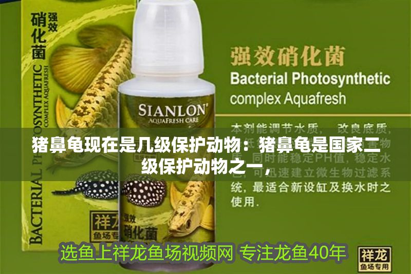 豬鼻龜現(xiàn)在是幾級保護動物：豬鼻龜是國家二級保護動物之一，