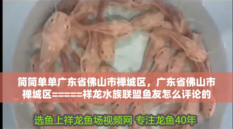 簡簡單單廣東省佛山市禪城區，廣東省佛山市禪城區=====祥龍水族聯盟魚友怎么評論的