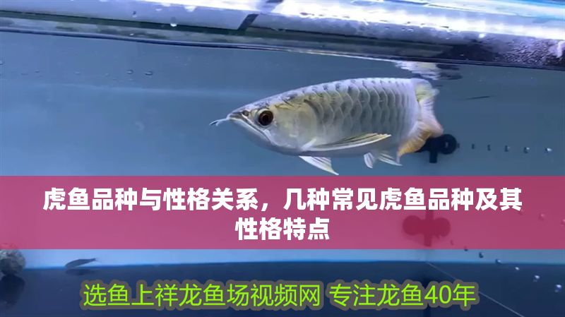 虎魚品種與性格關系，幾種常見虎魚品種及其性格特點