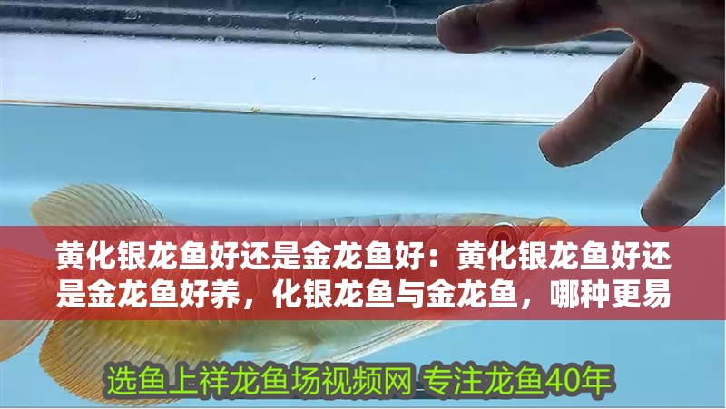 黃化銀龍魚好還是金龍魚好：黃化銀龍魚好還是金龍魚好養，化銀龍魚與金龍魚，哪種更易養且