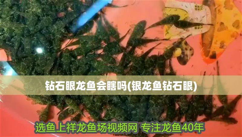 鉆石眼龍魚會瞎嗎(銀龍魚鉆石眼)