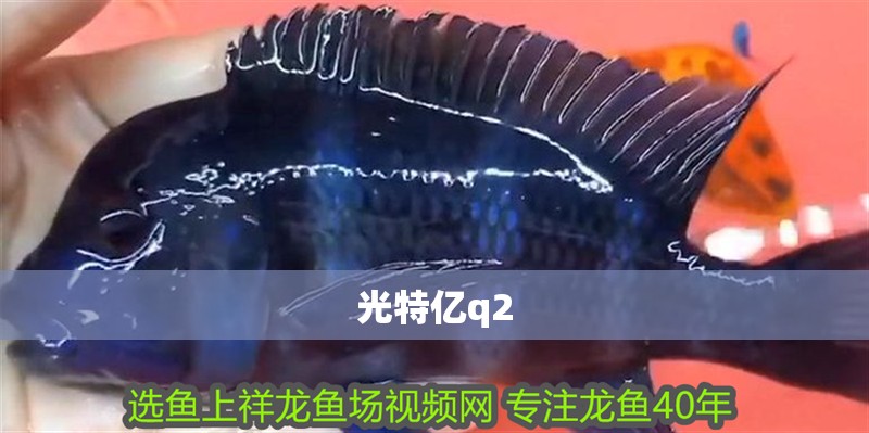 光特億q2