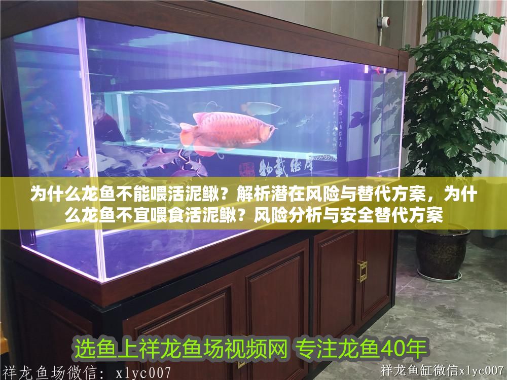為什么龍魚不能喂活泥鰍？解析潛在風險與替代方案，為什么龍魚不宜喂食活泥鰍？風險分析與安全替代方案