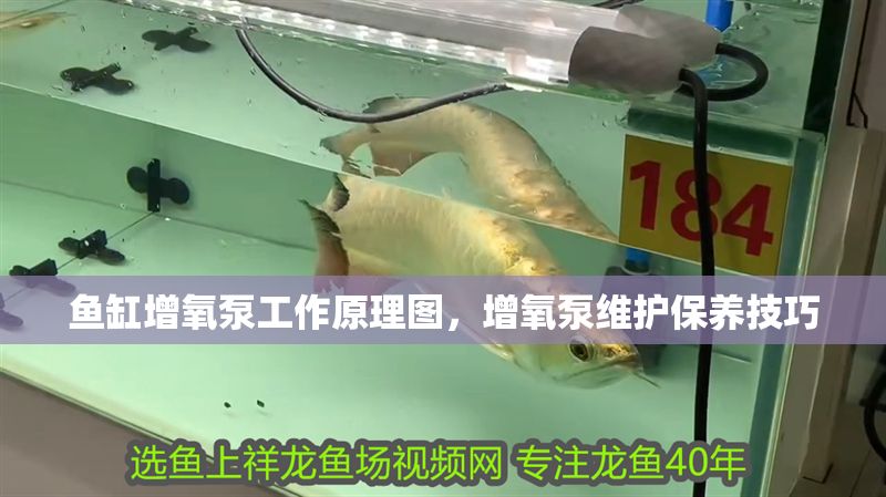 魚缸增氧泵工作原理圖，增氧泵維護保養技巧