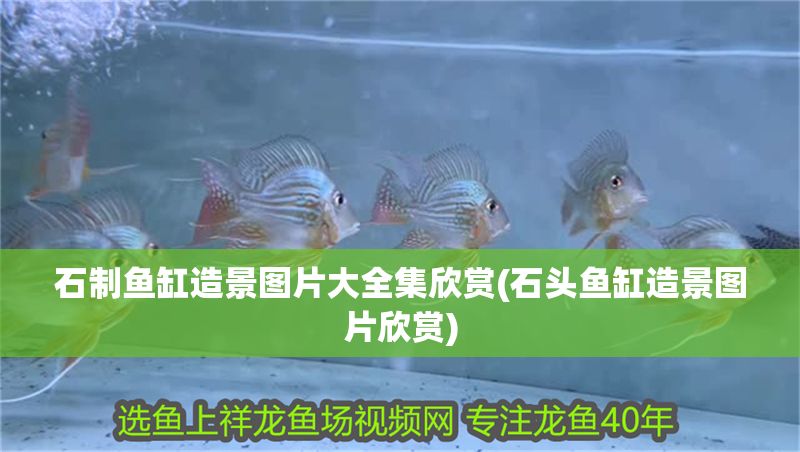 石制魚(yú)缸造景圖片大全集欣賞(石頭魚(yú)缸造景圖片欣賞) 元寶鳳凰魚(yú)百科 第1張 石制魚(yú)缸造景圖片大全集欣賞(石頭魚(yú)缸造景圖片欣賞) 石制魚(yú)缸造景圖片大全集欣賞(石頭魚(yú)缸造景圖片欣賞) 元寶鳳凰魚(yú)百科 第1張