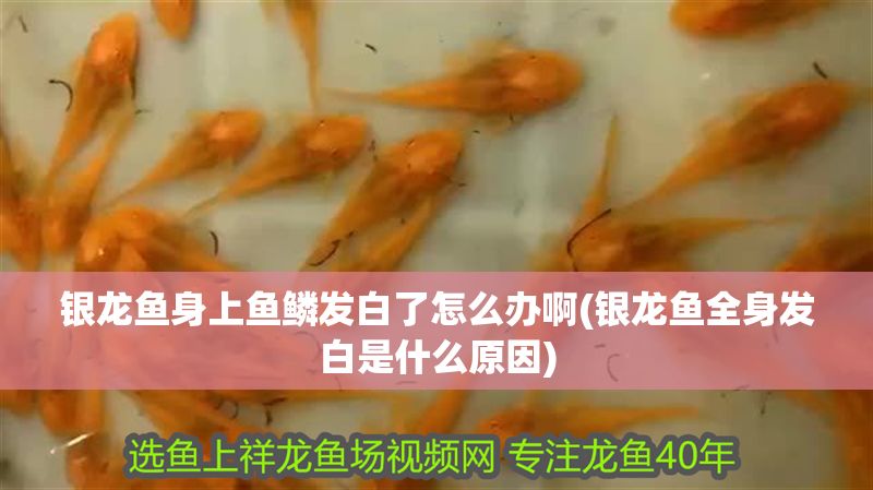 銀龍魚身上魚鱗發白了怎么辦啊(銀龍魚全身發白是什么原因)