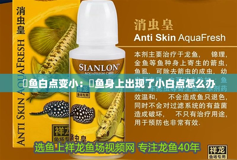 魟魚白點變小：魟魚身上出現了小白點怎么辦