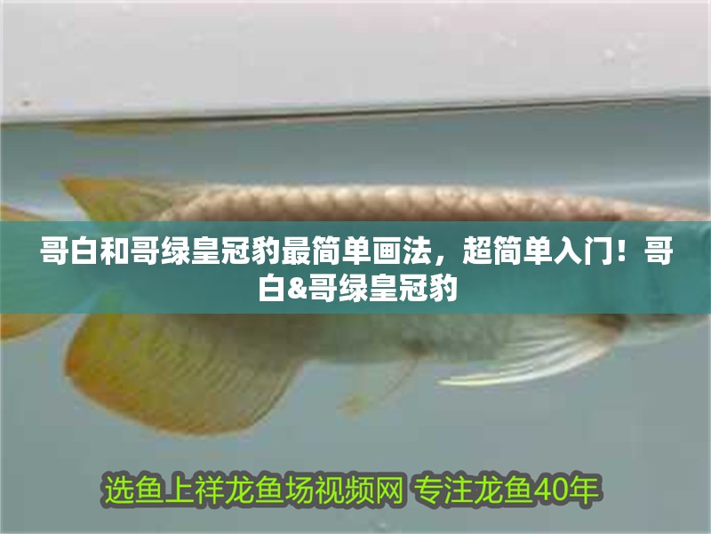 哥白和哥綠皇冠豹最簡單畫法，超簡單入門！哥白&哥綠皇冠豹 哥白和哥綠皇冠豹最簡單畫法，超簡單入門！哥白&哥綠皇冠豹 龍魚論壇