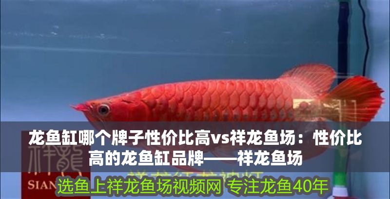 龍魚缸哪個牌子性價比高vs祥龍魚場：性價比高的龍魚缸品牌——祥龍魚場