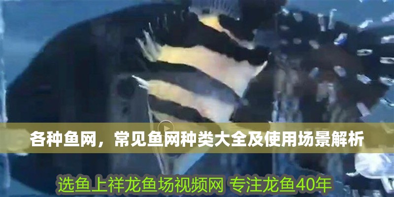 各種魚網，常見魚網種類大全及使用場景解析 各種魚網，常見魚網種類大全及使用場景解析 龍魚論壇