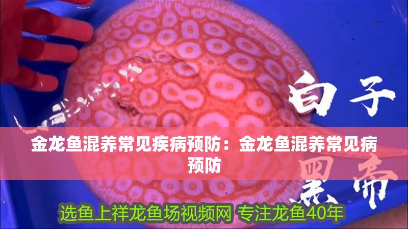 金龍魚混養常見疾病預防：金龍魚混養常見病預防