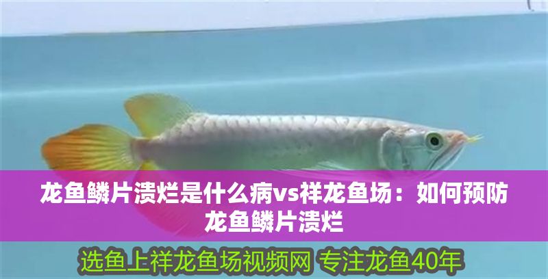 龍魚鱗片潰爛是什么病vs祥龍魚場：如何預防龍魚鱗片潰爛