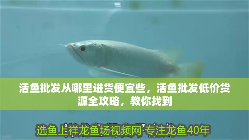 活魚批發(fā)從哪里進(jìn)貨便宜些，活魚批發(fā)低價貨源全攻略，教你找到