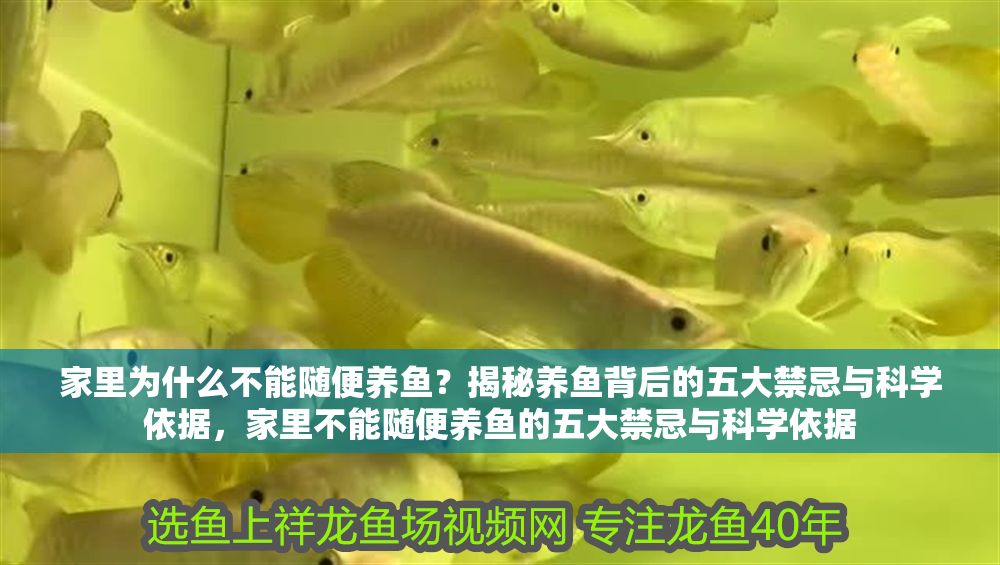 家里為什么不能隨便養魚？揭秘養魚背后的五大禁忌與科學依據，家里不能隨便養魚的五大禁忌與科學依據