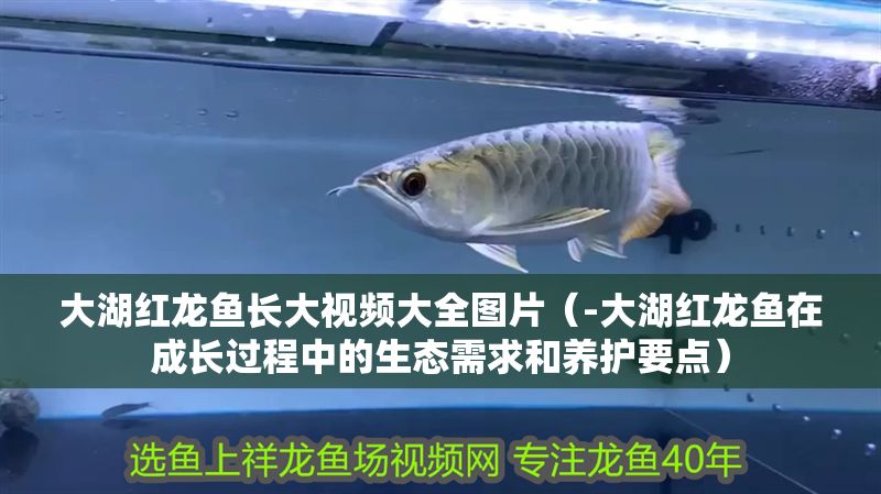 大湖紅龍魚長大視頻大全圖片(-大湖紅龍魚在成長過程中的生態需求和養護要點) 大湖紅龍魚百科 第1張 大湖紅龍魚長大視頻大全圖片(-大湖紅龍魚在成長過程中的生態需求和養護要點) 大湖紅龍魚長大視頻大全圖片(-大湖紅龍魚在成長過程中的生態需求和養護要點) 大湖紅龍魚百科 第1張