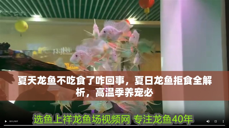 夏天龍魚不吃食了咋回事，夏日龍魚拒食全解析，高溫季養寵必