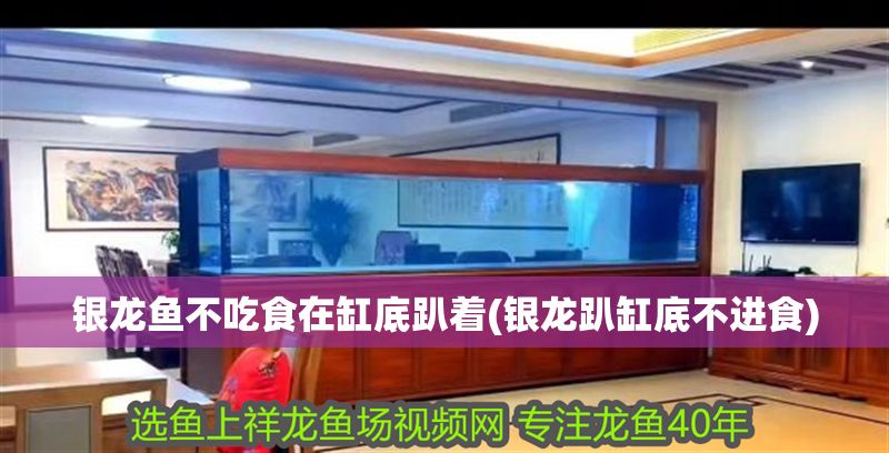 銀龍魚不吃食在缸底趴著(銀龍趴缸底不進食) 銀龍魚不吃食在缸底趴著(銀龍趴缸底不進食) 銀龍魚百科 第1張