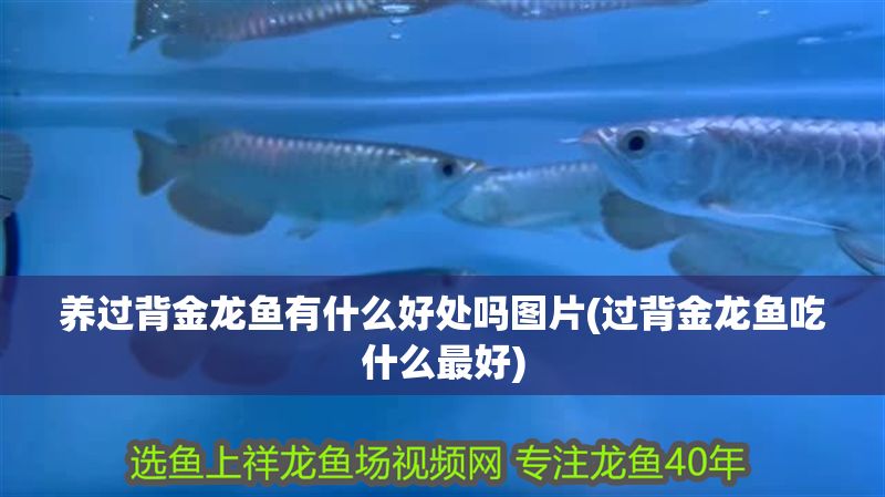 養(yǎng)過背金龍魚有什么好處嗎圖片(過背金龍魚吃什么最好)