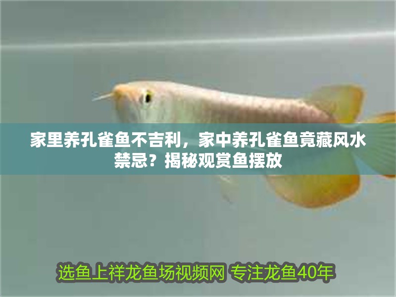 家里養孔雀魚不吉利，家中養孔雀魚竟藏風水禁忌？揭秘觀賞魚擺放