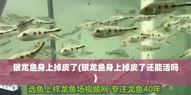 銀龍魚身上掉皮了(銀龍魚身上掉皮了還能活嗎) 銀龍魚身上掉皮了(銀龍魚身上掉皮了還能活嗎) 銀龍魚百科 第1張