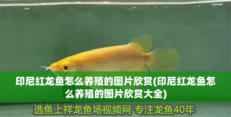 印尼紅龍魚怎么養(yǎng)殖的圖片欣賞(印尼紅龍魚怎么養(yǎng)殖的圖片欣賞大全)