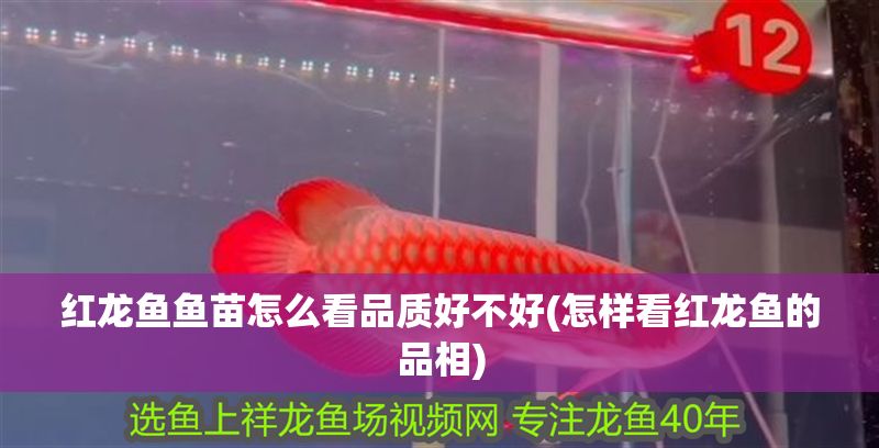 紅龍魚魚苗怎么看品質好不好(怎樣看紅龍魚的品相)
