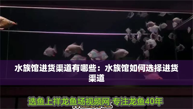 水族館進貨渠道有哪些：水族館如何選擇進貨渠道