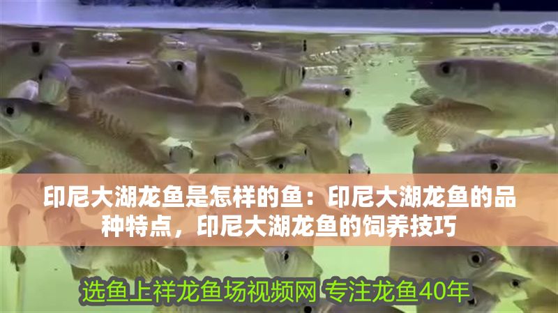 印尼大湖龍魚是怎樣的魚：印尼大湖龍魚的品種特點(diǎn)，印尼大湖龍魚的飼養(yǎng)技巧