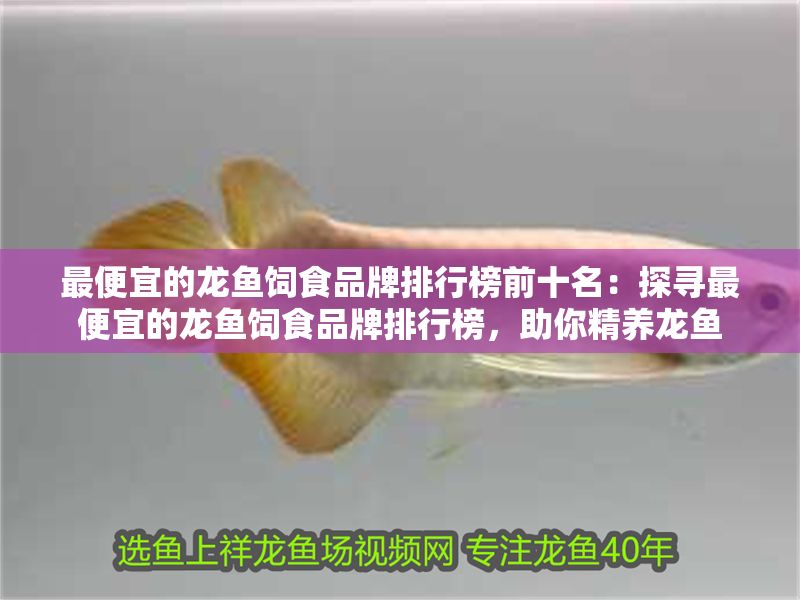 最便宜的龍魚飼食品牌排行榜前十名：探尋最便宜的龍魚飼食品牌排行榜，助你精養(yǎng)龍魚