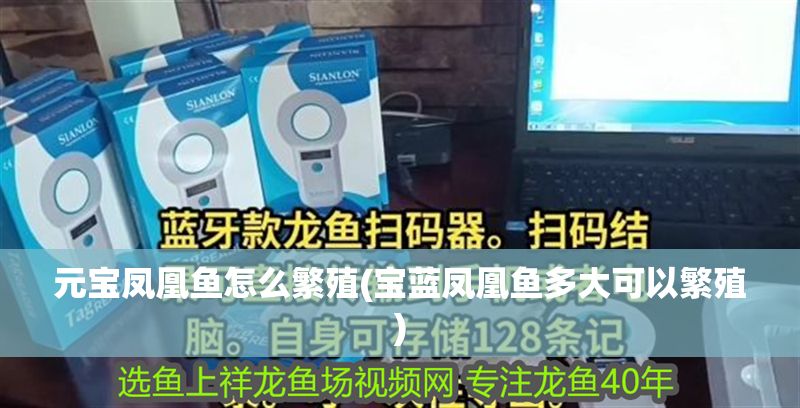 元寶鳳凰魚怎么繁殖(寶藍鳳凰魚多大可以繁殖)