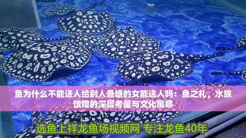 魚為什么不能送人給別人魚塘的女能送人嗎：魚之禮，水族饋贈的深層考量與文化寓意