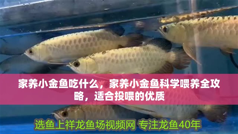 家養(yǎng)小金魚(yú)吃什么，家養(yǎng)小金魚(yú)科學(xué)喂養(yǎng)全攻略，適合投喂的優(yōu)質(zhì)