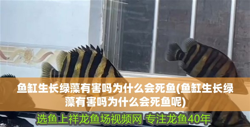 魚缸生長(zhǎng)綠藻有害嗎為什么會(huì)死魚(魚缸生長(zhǎng)綠藻有害嗎為什么會(huì)死魚呢)