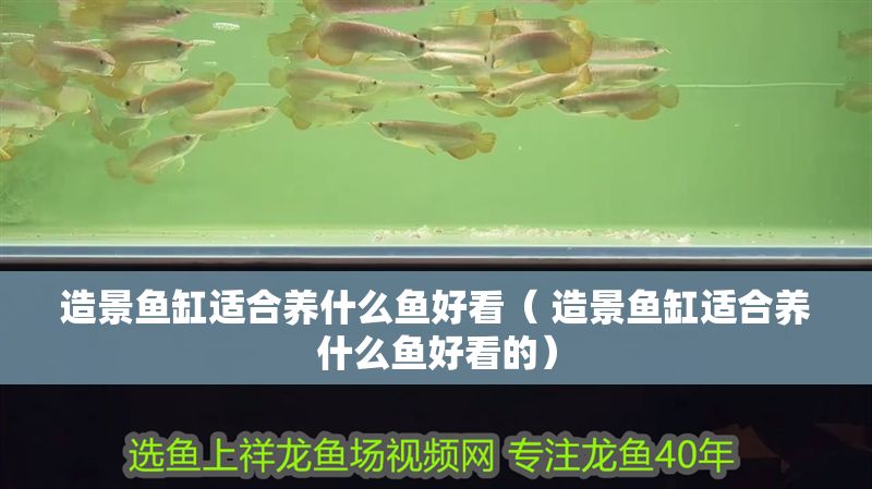 造景魚缸適合養什么魚好看（ 造景魚缸適合養什么魚好看的）