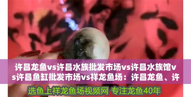 許昌龍魚vs許昌水族批發市場vs許昌水族館vs許昌魚缸批發市場vs祥龍魚場:許昌龍魚、許昌水族館、許昌水族館、許昌魚缸批發市場特色品種介紹 祥龍魚場各市分站 第2張 許昌龍魚vs許昌水族批發市場vs許昌水族館vs許昌魚缸批發市場vs祥龍魚場:許昌龍魚、許昌水族館、許昌水族館、許昌魚缸批發市場特色品種介紹 許昌龍魚vs許昌水族批發市場vs許昌水族館vs許昌魚缸批發市場vs祥龍魚場:許昌龍魚、許昌水族館、許昌水族館、許昌魚缸批發市場特色品種介紹 祥龍魚場各市分站 第2張