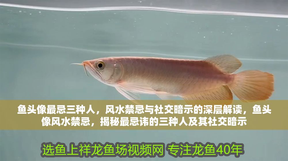 魚頭像最忌三種人，風水禁忌與社交暗示的深層解讀，魚頭像風水禁忌，揭秘最忌諱的三種人及其社交暗示