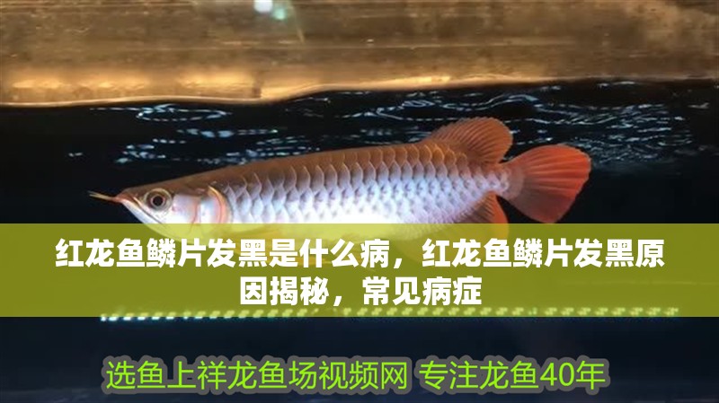 紅龍魚鱗片發黑是什么病，紅龍魚鱗片發黑原因揭秘，常見病癥