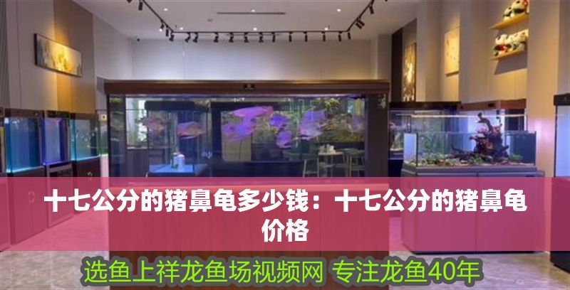 十七公分的豬鼻龜多少錢：十七公分的豬鼻龜價格