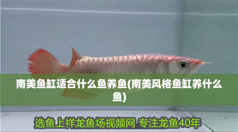 南美魚缸適合什么魚養魚(南美風格魚缸養什么魚) 錦鯉魚百科 第1張 南美魚缸適合什么魚養魚(南美風格魚缸養什么魚) 南美魚缸適合什么魚養魚(南美風格魚缸養什么魚) 錦鯉魚百科 第1張