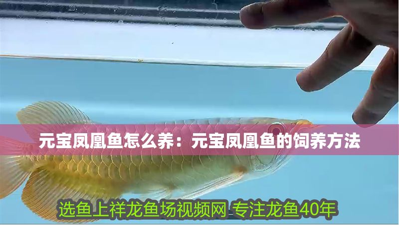 元寶鳳凰魚怎么養(yǎng)：元寶鳳凰魚的飼養(yǎng)方法