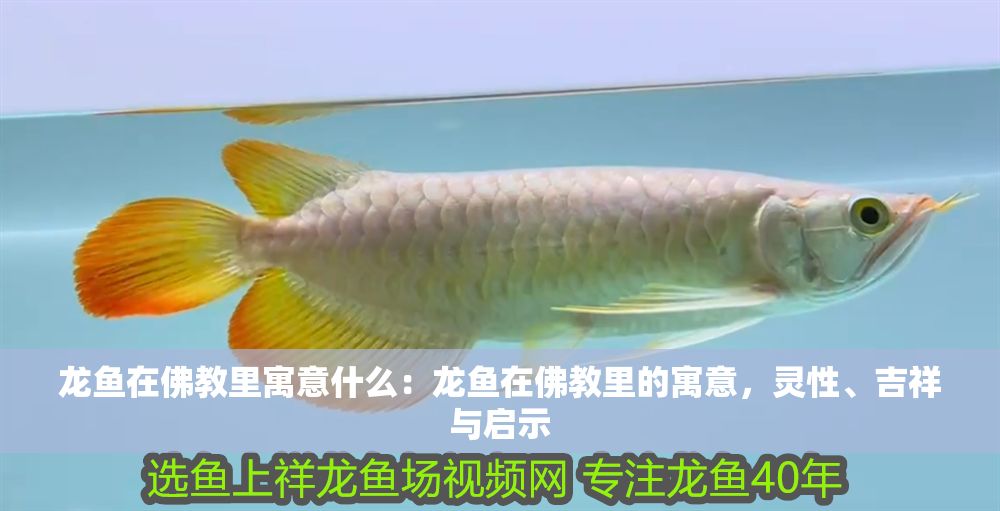 龍魚在佛教里寓意什么：龍魚在佛教里的寓意，靈性、吉祥與啟示