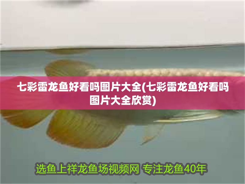 七彩雷龍魚好看嗎圖片大全(七彩雷龍魚好看嗎圖片大全欣賞)