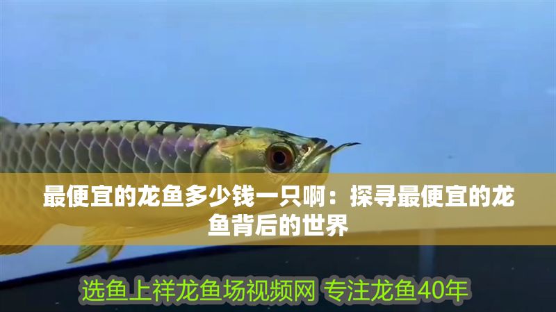 最便宜的龍魚多少錢一只啊：探尋最便宜的龍魚背后的世界