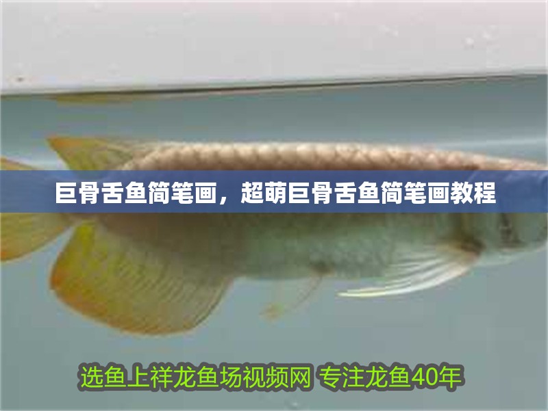 巨骨舌魚簡筆畫，超萌巨骨舌魚簡筆畫教程 巨骨舌魚簡筆畫，超萌巨骨舌魚簡筆畫教程 龍魚百科