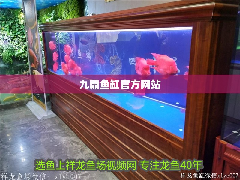 九鼎魚缸官方網站
