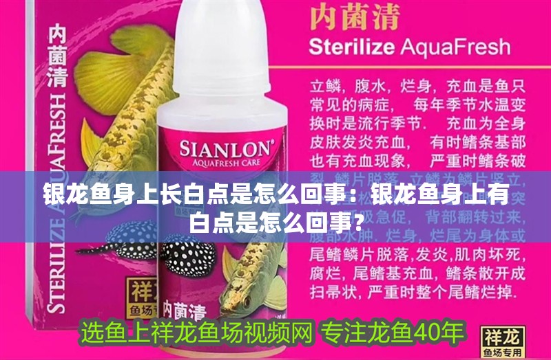 銀龍魚身上長白點是怎么回事：銀龍魚身上有白點是怎么回事？