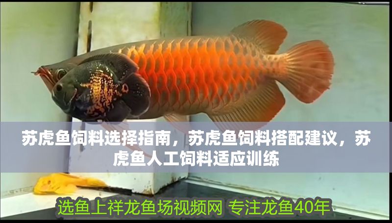 蘇虎魚飼料選擇指南，蘇虎魚飼料搭配建議，蘇虎魚人工飼料適應訓練