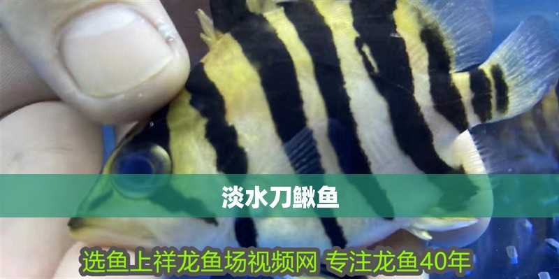 淡水刀鰍魚 淡水刀鰍魚 龍魚論壇